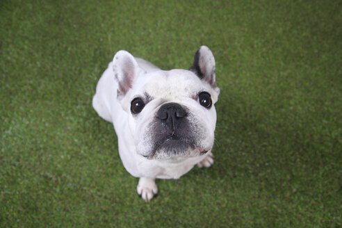 Porträt einer französischen Bulldogge, die im Gras sitzt und nach oben schaut - RTBF00411