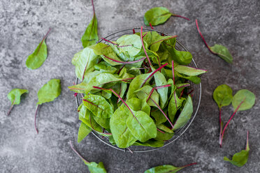 Wire basket of baby chard leaves - SARF02929