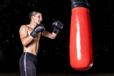 Boxer beim Training mit Boxsack - STSF01101