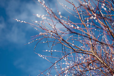 Weidenbaum mit Kätzchen im Frühling - MJF02025