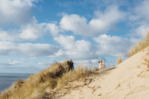 Dänemark, Nordjütland, Hund in Sanddüne, lizenzfreies Stockfoto