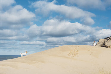 Dänemark, Nordjütland, Hund in Sanddüne am Leuchtturm Rubjerg Knude - MJF02041