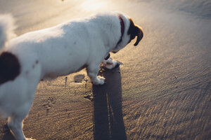 Hund am Strand im Sand - MJF02053