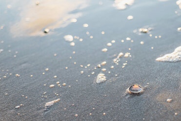 Herzmuscheln am Strand - MJF02057