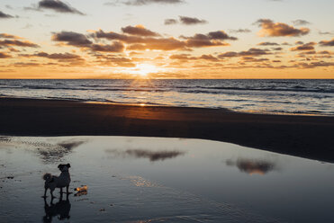 Dänemark, Nordjütland, Hund am ruhigen Strand bei Sonnenuntergang - MJF02063