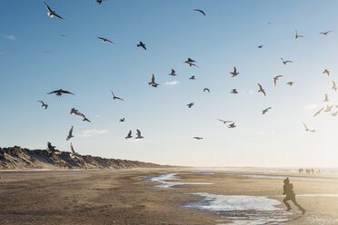 Dänemark, Blokhus, Junge jagt Möwenschwarm am Strand - MJF02078