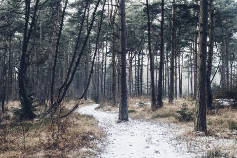 Dänemark, Hals, Küstenwald im Winter, lizenzfreies Stockfoto