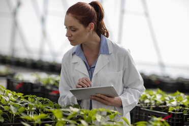 Female scientist checking plants in greenhouse - ZEF10418