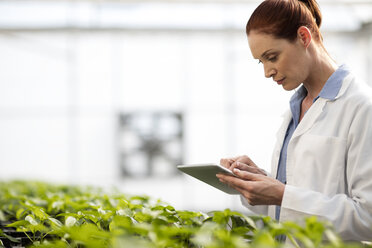 Female scientist checking plants in greenhouse - ZEF10419