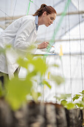 Wissenschaftlerin kontrolliert Pflanzen im Gewächshaus - ZEF10423