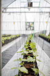 Plants in greenhouse - ZEF10425