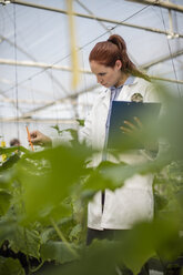 Female scientist checking plants in greenhouse - ZEF10429