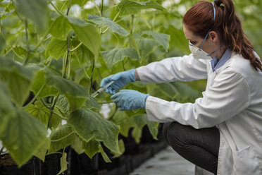 Female scientist in greenhouse with syringe - ZEF10434