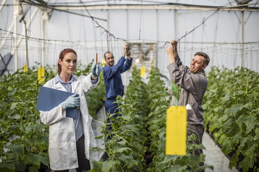 People working in greenhouse - ZEF10437