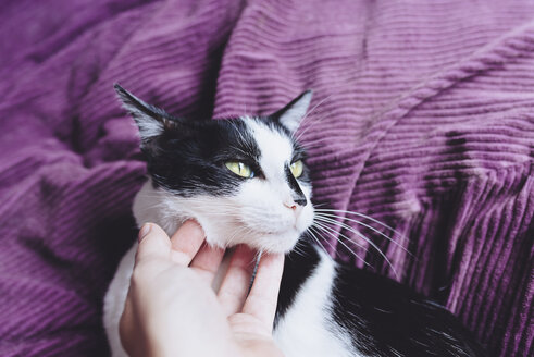 Frauenhand streichelt schwarze und weiße Katze - GEMF01080