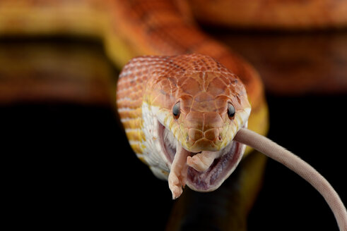 Kornnatter, Pantherophis guttatus, frisst Maus - MJOF01286