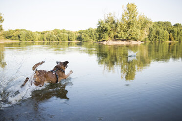 Hund läuft in einem See - ONF01065