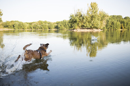 Hund läuft in einem See - ONF01065