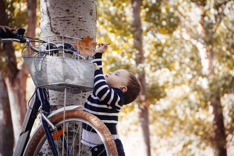 Toddler taking autumn leaf from bike stock photo