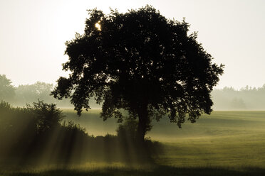 Deutschland, Oberbayern, Landsberied, Beleuchteter Baum bei Sonnenaufgang - GNF01363