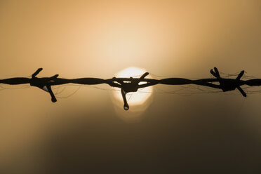 Barbed wire against morning sun - GNF01364