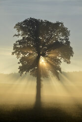 Deutschland, Oberbayern, Landsberied, Beleuchteter Baum bei Sonnenaufgang - GNF01365