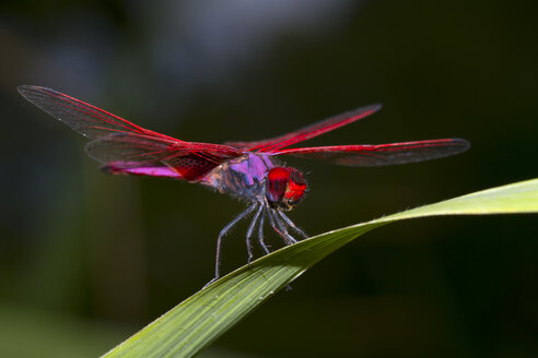 Karminroter Sumpfsegler, Trithemis aurora, Mae Wong National Park - ZCF00420