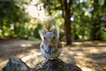 Graues Eichhörnchen beim Fressen - MJOF01290