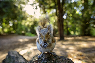 Grey squirrel eating - MJOF01290