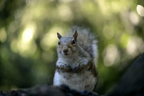 Porträt eines grauen Eichhörnchens - MJOF01291