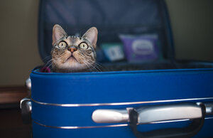 Tabby cat inside of blue suitcase - RAEF01513