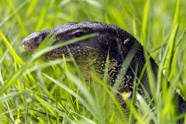 Thailand, Porträt einer Waranechse hinter Gras - ZCF00421