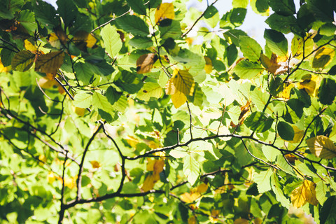 Herbstliche Blätter im Sonnenlicht, lizenzfreies Stockfoto