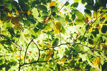 Autumnal leaves at sunlight - BZF00353