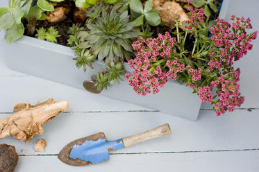 Succulents, cacti and phedimus planted in a drawer - GISF00254