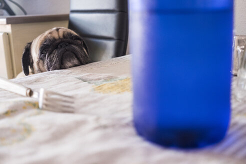 Hungry pug sitting at dining table - SIPF00916