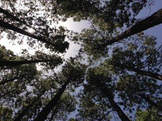 Baumkronen von Nadelbäumen, Blick von unten - SIPF00919