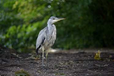 Grey heron - MJOF01297