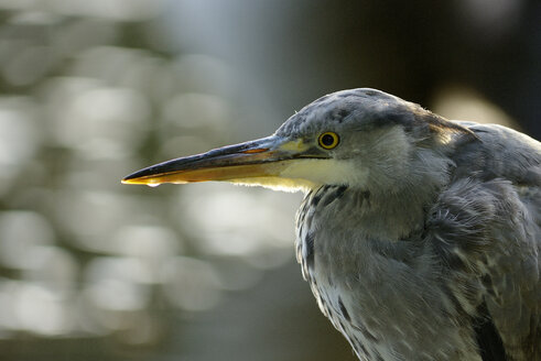 Portrait of grey heron - MJOF01298