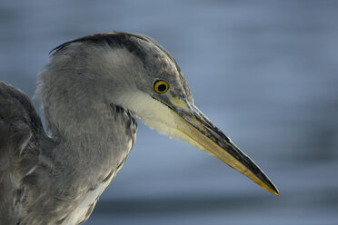 Portrait of grey heron - MJOF01299