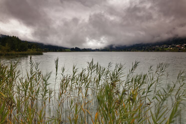 Austria, Carinthia, Techendorf, reed at Lake Weissensee - GFF00810