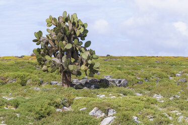 Ecuador, Galapagos, a Galapagos prickly pear, Opuntia echios, stands between a carpet of Galapagos Shoreline Purslane or Sea Purslane, Sesuvium portulacastrum - CBF00374