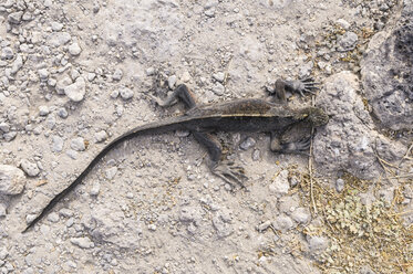 Meeres-Leguan, Amblyrhynchus cristatus hassi - CBF00375