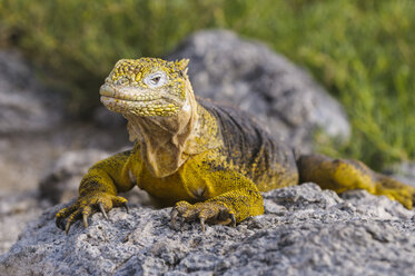 Ecuador, Galapagos-Inseln, Galapagos-Landleguan, Conolophus subcristatus - CBF00376