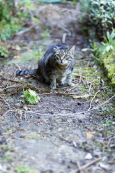 Cautious male cat outdoors - MYF01816