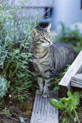 Aufmerksamer Kater im Freien - MYF01817