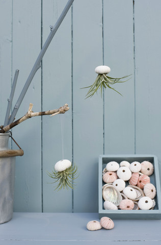 Tillandsien, Luftpflanzen in Seeigelschalen als Badezimmerdekoration, lizenzfreies Stockfoto
