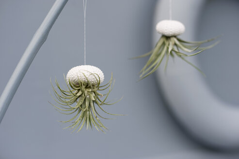 Tillandsias, air plants in sea urchin shells as bathroom decoration - GISF00261