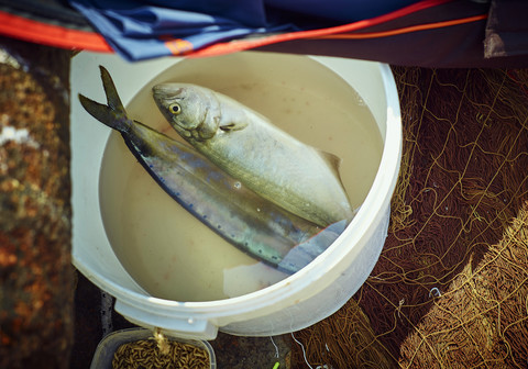 Fangfrischer Fisch im Eimer, lizenzfreies Stockfoto