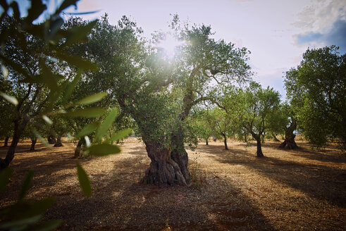 Italy, Apulia, Olive trees in back light - DIKF00224